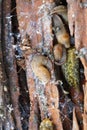 Macro of colony of the Caucasian mollusk slug of Royalty Free Stock Photo