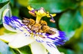 Macro color photo of passiflora caerulea with a group of bees on it