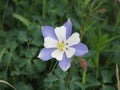 Macro of Colorado Columbine Blossom Flower with Green Leaf Background Royalty Free Stock Photo