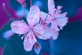 Macro colored pink blue closeup of nipplewort healing herb flowers on blurry background Royalty Free Stock Photo