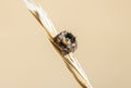 Macro of a Colorful & Bright, a Beautiful Bold Jumping Spider Phidippus audax on a Dried Stalk of Grass