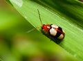 Macro of a colorful bug Royalty Free Stock Photo