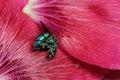 Macro of colorful bug on pink flower petals