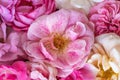 Macro of a colorful collection of rose blossoms