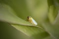Colorful small cicada macro