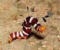 Macro of colourful hairy worm