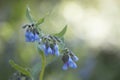 Macro of comfrey Symphytum bloom