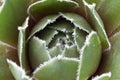 Macro of a commander hay succulent center Royalty Free Stock Photo