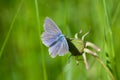 Macro of a common blue butterfly on a dandelion bud in mountain meadow during summerin the alps with blurred background