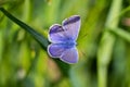 Macro of a common blue butterfly on a grass leaf in mountain meadow during summerin the alps