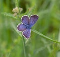 Macro of a common blue butterfly polypommatus icarus on a blade of grass in summer Royalty Free Stock Photo