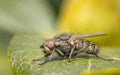 Macro of a common flesh fly Royalty Free Stock Photo