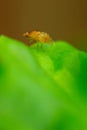 Macro of a common fruit fly on a green leaf Royalty Free Stock Photo
