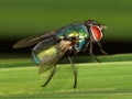 Macro of Common green bottle fly Lucilia sericata Royalty Free Stock Photo