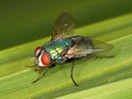 Macro of Common green bottle fly Lucilia sericata