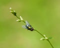 Macro of a Common green bottle fly Lucilia sericata on a leaf Royalty Free Stock Photo