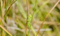 Macro of Common Meadow Katydid Orchelimum vulgar with Long Antennae