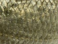Macro of a Common roach skin, Rutilus rutilus Royalty Free Stock Photo