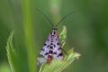 Macro of a common scorpionfly on a leaf Royalty Free Stock Photo