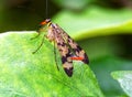 The macro of common scorpionfly ,Panorpa communis, on leaf Royalty Free Stock Photo