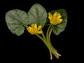 Ranunculus ficaria - Lesser celandine, spring wild flower Royalty Free Stock Photo