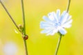 Macro composition of red black ladybug crawling on stem of blooming blue Cichorium flower