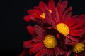 Macro composition of red velvet chrysanthemum flowers on black b