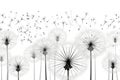 Macro concept flower dandelion wind seeds plant summer freedom blowball white Royalty Free Stock Photo