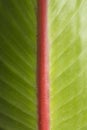 Macro detail of strelitzia`s leaf