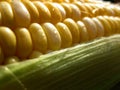 Macro of corn kernals