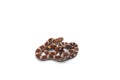 Corn snake on white background Royalty Free Stock Photo