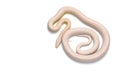Corn snake on white background Royalty Free Stock Photo