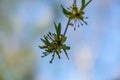 Macro cornelian cherry blossom Cornus mas, European cornel, dogwood in early spring. Yellow flowers on blurred background Royalty Free Stock Photo