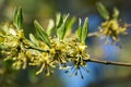 Macro cornelian cherry blossom Cornus mas, European cornel, dogwood in early spring. Yellow flowers on blurred background Royalty Free Stock Photo