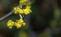 Macro cornelian cherry blossom Cornus mas, European cornel, dogwood in early spring. Yellow flowers on gray blurred Royalty Free Stock Photo