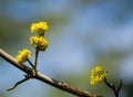 Macro cornelian cherry blossom Cornus mas, European cornel, dogwood in early spring. Yellow flowers on gray blurred Royalty Free Stock Photo