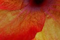 Macro of Corolla of Hibiscus flower