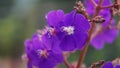 Macro coseup purple flower