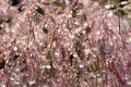 Macro of Cotinus coggygria- Royal Purple plant with raindrops