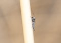 Macro of a Crane Fly in the Family Tipulidae Perched on Vegetation