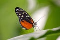 Macro of a cream-spotted tigerwing (Tithorea tarricina) resting on a leaf of a plant Royalty Free Stock Photo