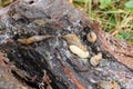 Macro creeping colony of Caucasian mollusk slug forest Arion ate Royalty Free Stock Photo