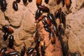 Macro Creepy close up of A lot of Madagascar hissing cockroach on wood branch .  Common household Madagascan giant cockroaches Royalty Free Stock Photo