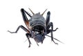 Macro Crickets isolated on a white background with copy space and clipping path. Royalty Free Stock Photo