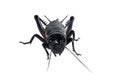 Macro Crickets isolated on a white background with copy space and clipping path. Royalty Free Stock Photo