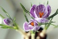 Macro. Crocus flower. Royalty Free Stock Photo