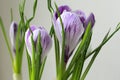 Macro. Crocus flower. Royalty Free Stock Photo