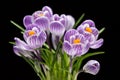 Macro of crocuses Royalty Free Stock Photo