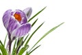 Macro of crocuses Royalty Free Stock Photo