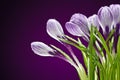 Macro of crocuses